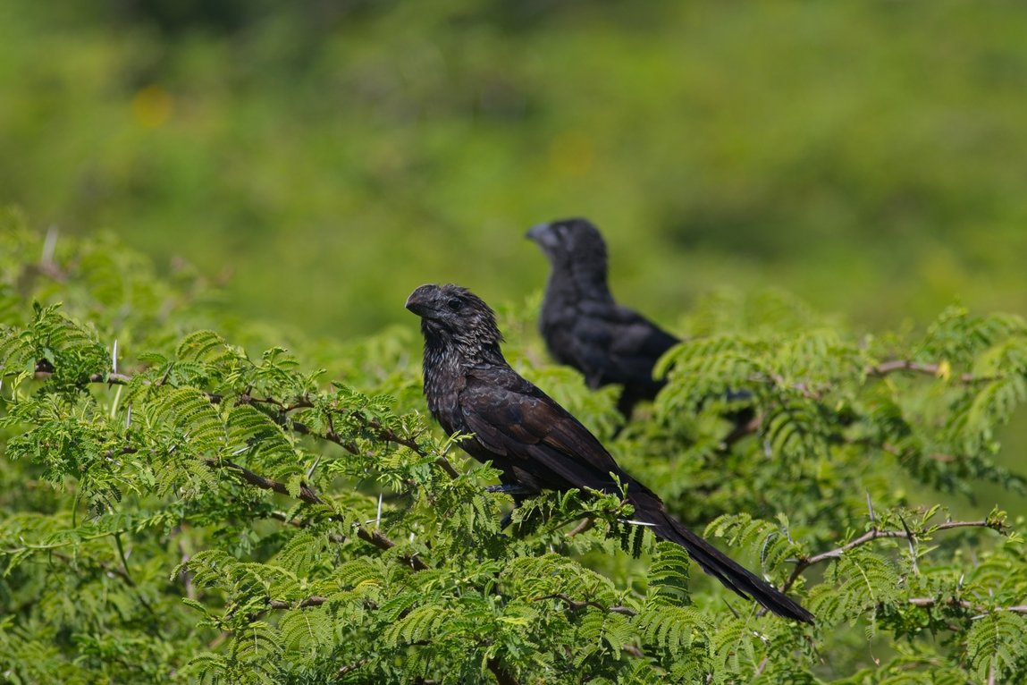 Two dark-plumaged birds, likely coucals, perched on the branches of a thorny, leafy green tree. The bird in the foreground is sharply in focus, revealing its long dark tail, hooked beak, and rich brownish-black feathers, while the second bird in the background is out of focus. The scene is set against a soft, blurred green landscape, suggesting a natural habitat such as a savanna or bushland.